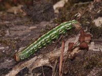 0007 Kiefernschwärmer